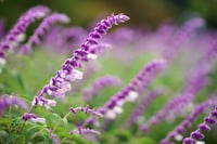 Salvia leucantha Meksika Adaçayı fidesi