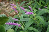 Salvia leucantha Meksika Adaçayı fidesi