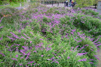 Salvia leucantha Meksika Adaçayı fidesi