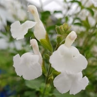 Salvia micr. Gletsjer Bebek Adaçayı fidesi