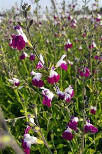 Salvia microphylla bebek adaçayı Amethyst Lips