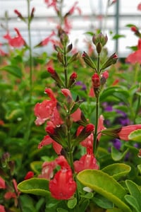 Salvia microphylla bebek adaçayı El Duranzo