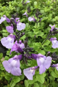 Salvia microphylla bebek adaçayı So Cool Pale Blue