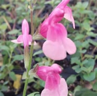 Salvia microphylla Shell dancer Bebek adaçayı fidanı