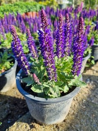 Salvia nemerosa Blue Bouquetta  Balkan adaçayı fidesi