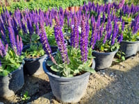 Salvia nemerosa Blue Bouquetta  Balkan adaçayı fidesi
