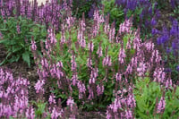 Salvia nemerosa Pink Nebula Balkan adaçayı fidesi