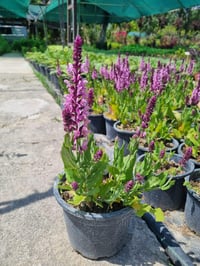 Salvia nemerosa Pink Nebula Balkan adaçayı fidesi