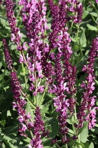 Salvia nemorosa Balkan adaçayı Rose Queen