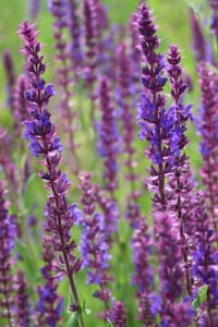 Salvia nemorosa Dark Matter