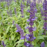 Salvia officinalis Adaçayı fidanı