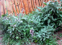 Salvia officinalis Adaçayı fidanı
