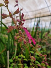 Salvia salmia