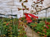 Salvia salmia