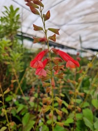 Salvia salmia