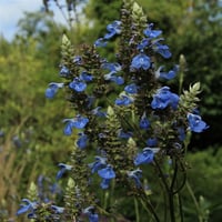 Salvia uliginosa bataklık adaçayı fidanı
