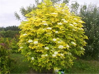 Sambucus nigra Aurea Altuni mürver fidanı