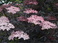 Sambucus nigra Black Lace Siyah Mürver fidanı