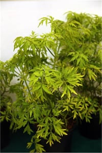 Sambucus nigra Golden Tower Mürver fidanı