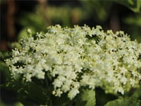 Sambucus nigra Haidegg 17 Kara Mürver yemişi fidanı