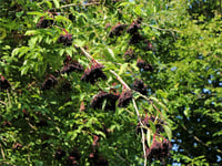 Sambucus nigra Haidegg 17 Kara Mürver yemişi fidanı