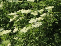 Sambucus nigra Haidegg 17 Kara Mürver yemişi fidanı