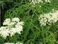 Sambucus nigra Laciniata eğrelti mürver fidanı