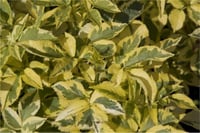 Sambucus nigra Madonna Sarı Alacalı Mürver fidanı