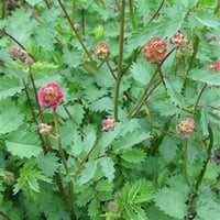 Sanguisorba minor küçük çayır düğmesi fidesi