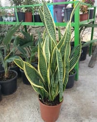 Sansevieria trifasciata Paşa Kılıcı Peygamber Kılıcı Bitkisi