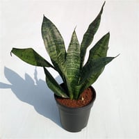 Sansevieria trifasciata Paşa Kılıcı Peygamber Kılıcı Bitkisi Yeşil