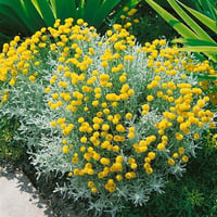 Santolina chamaecyparissus Lavantin fidesi