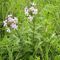 Saponaria officinalis Sabun Otu fidesi