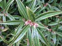 Sarcococca hookeriana Purple Stem parfüm kutusu fidesi