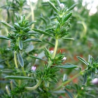 Satureja hortensis Summer savory Zahter Çıbrısa Sater Otu Çuprika fidesi