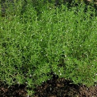Satureja hortensis Summer savory Zahter Çıbrısa Sater Otu Çuprika fidesi