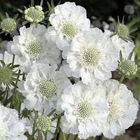 Scabiosa caucasica Alba Beyaz Uyuz Otu fidesi