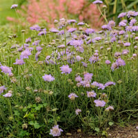 Scabiosa columbaria Butterfly Blue Mavi Uyuz Otu fidesi