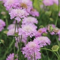 Scabiosa columbaria Pink Mist Pembe Uyuz Otu fidesi