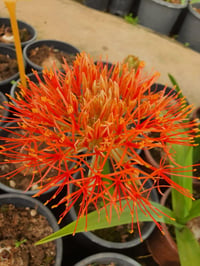 Scadoxus multiflorus (=Haemanthus multiflorus)
