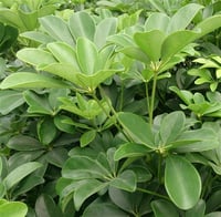 Schefflera arboricola Şeflera fidanı
