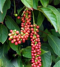 Schisandra grandiflora Şizandra Üzümü fidanı