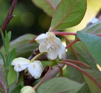 Schisandra grandiflora Şizandra Üzümü fidanı
