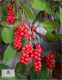 Schisandra henryi şizandra üzümü fidanı
