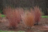 Schizachyrium scoparium Blue Heaven