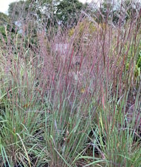 Schizachyrium scoparium Blue Heaven