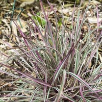 Schizachyrium scoparium Chameleon Sakal Otu Fidesi