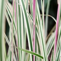 Schizachyrium scoparium Chameleon Sakal Otu Fidesi