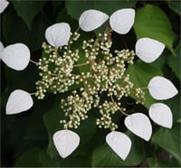 Schizophragma hydr. moonlight Beyaz Japon sarmaşık ortanca fidanı