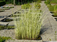 Scirpus lacustris albescens alacalı saz otu